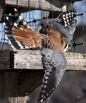 American Kestral stuck 5883